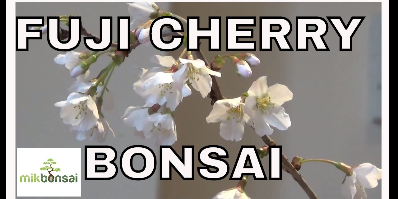 Japanese Bonsai Trees Fuji Cherry Kojo No Mai Cherry Blossom, by