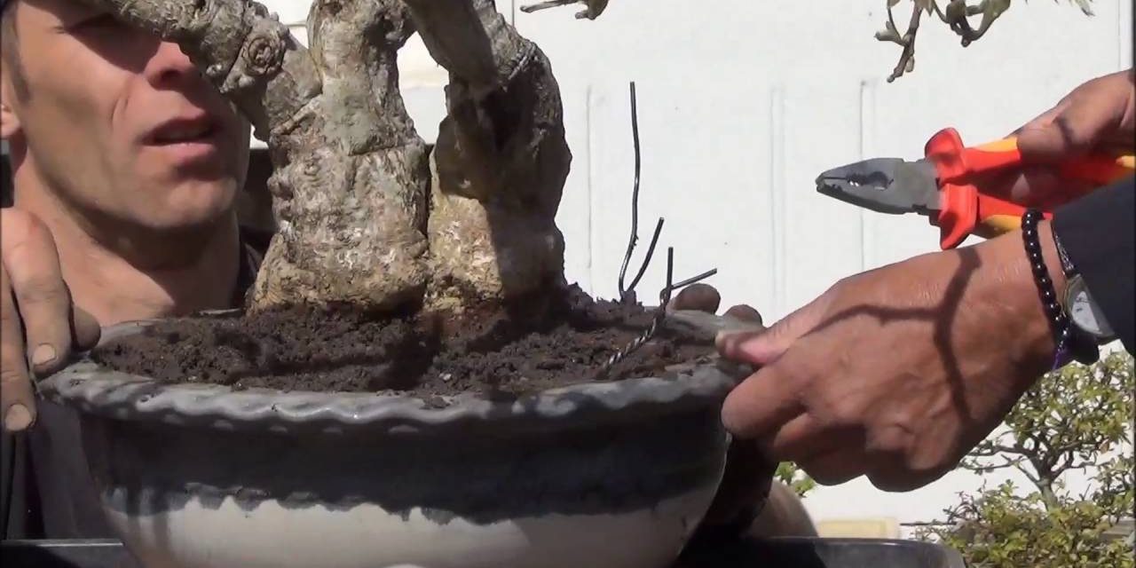 Repotting a large Wisteria, how to care and maintain your wisteria