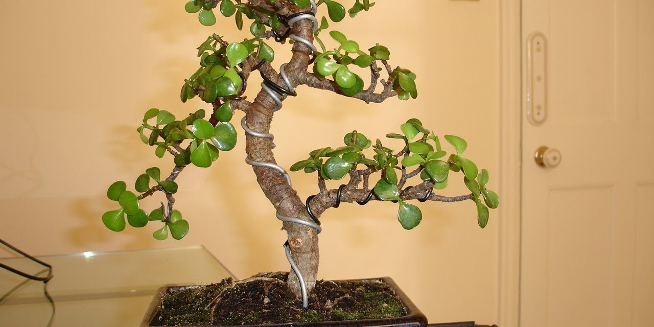 Bonsai Jade wiring & Pruning mikbonsai trees South West London