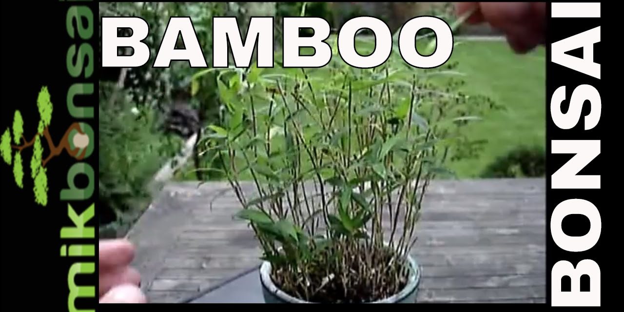 mikbonsai Bonsai Bamboo the easy way, Pruning bamboo to keep it small